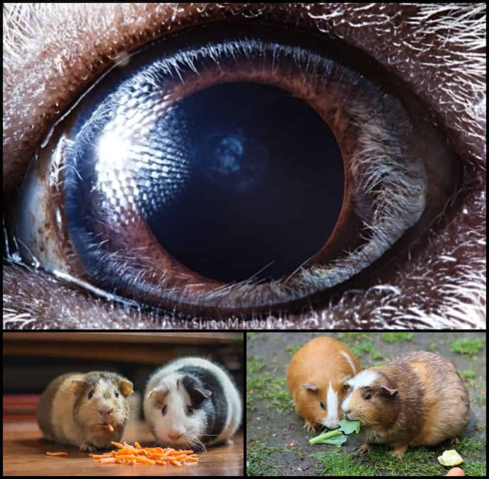 ochi de porcusor de guinea gokid