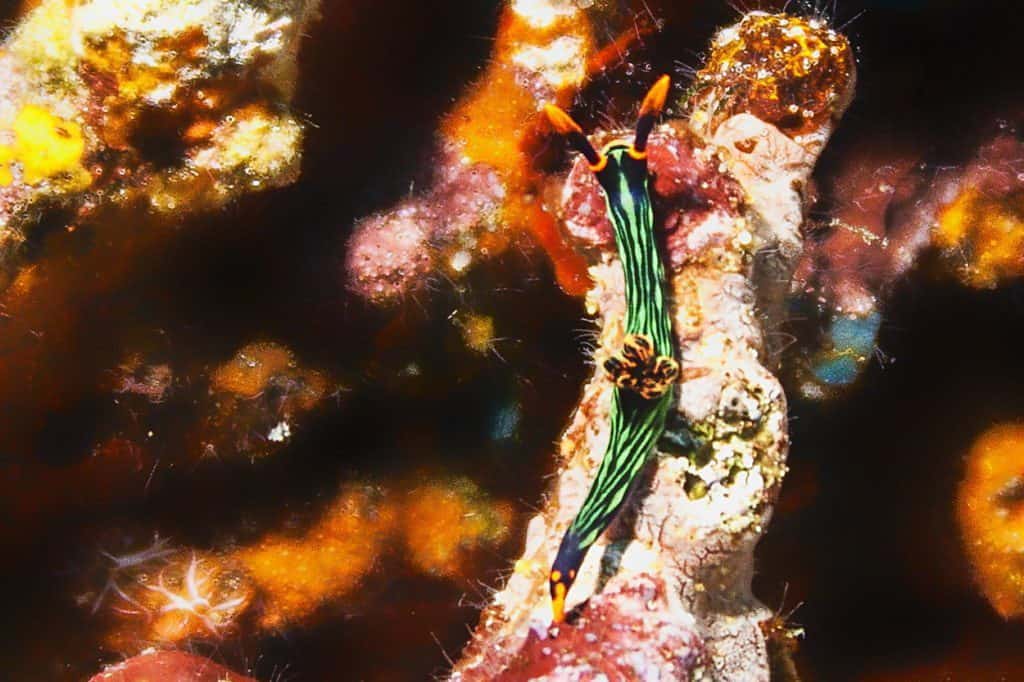 ślimaki nagoskrzelne