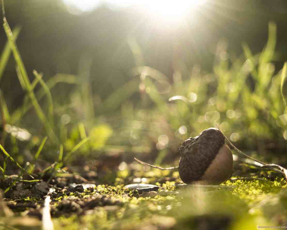 Acorn