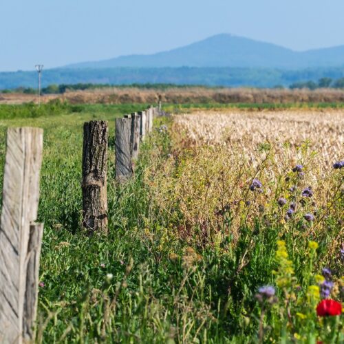 Insektenvielfalt auf den Äckern