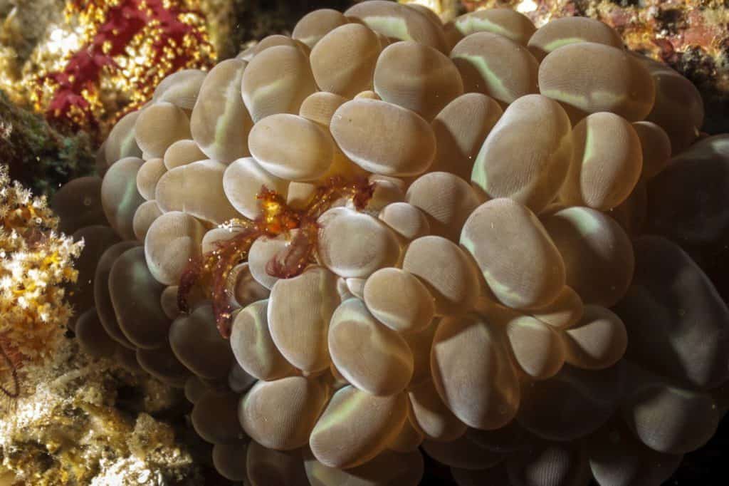 nurkowanie na filipinach