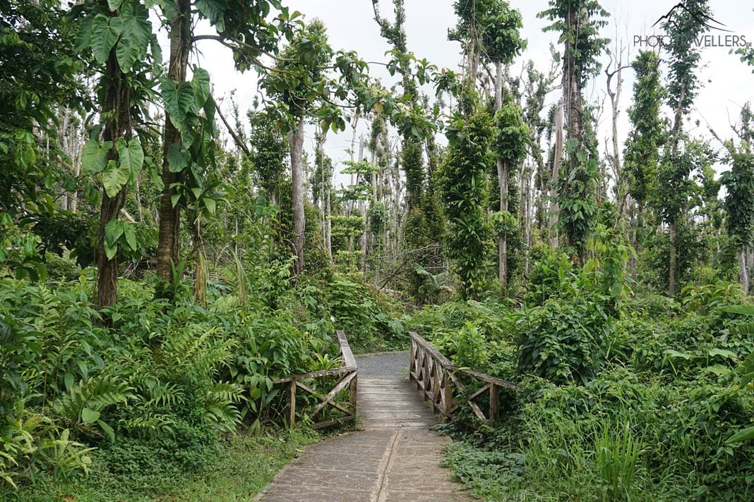 Der Wanderweg zum Emerald Pool auf Dominica