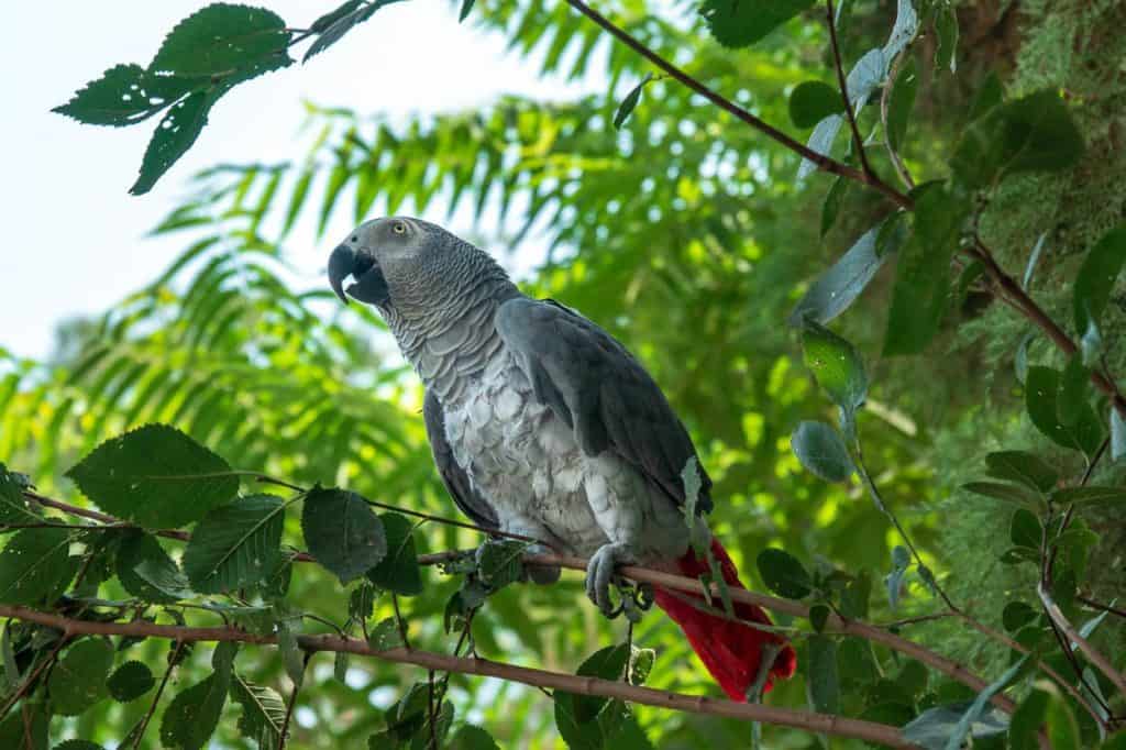 cmentarz polski w teheranie