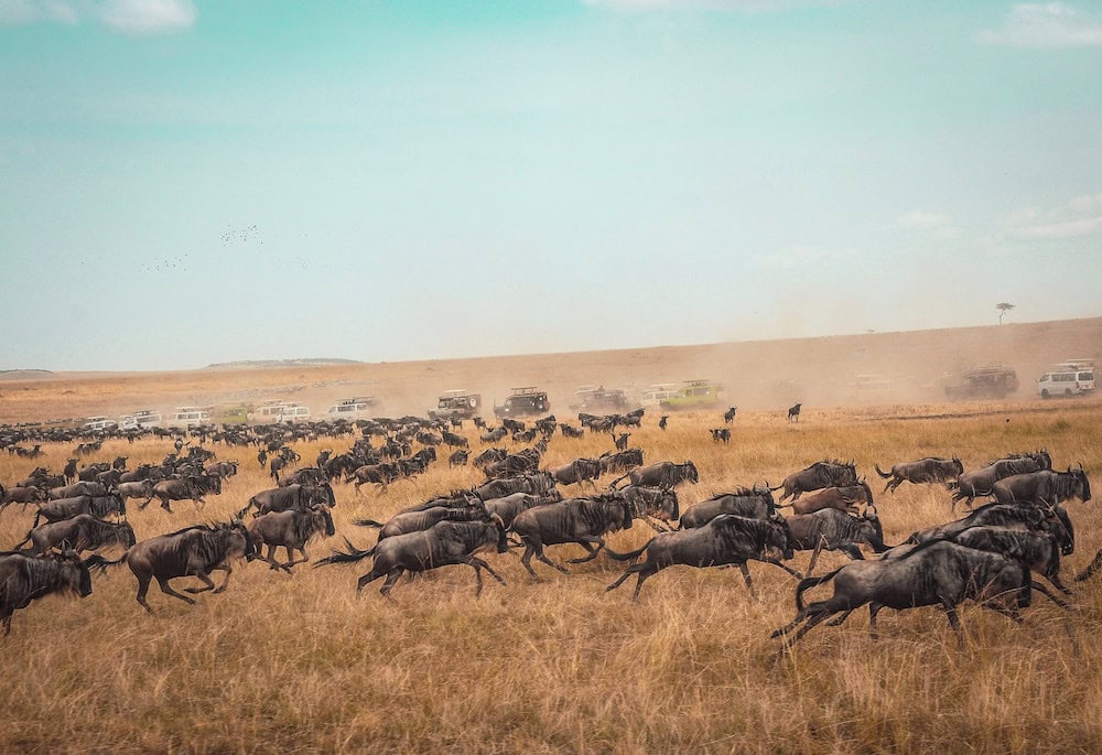 The Great Migration Masai Mara National Park and National Reserve