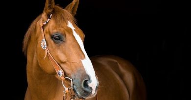 Mastering Your Horse’s Diet Beautiful Horse with White Blaze Down Face