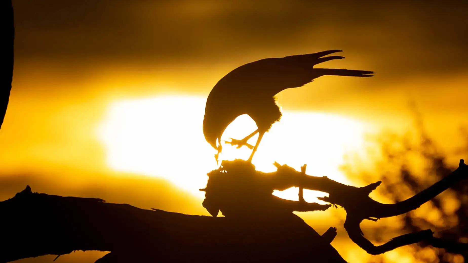 kalahari-pale-chanting-goshawk-silhouette Pale chanting goshawk silhouetted against sunset, eating prey