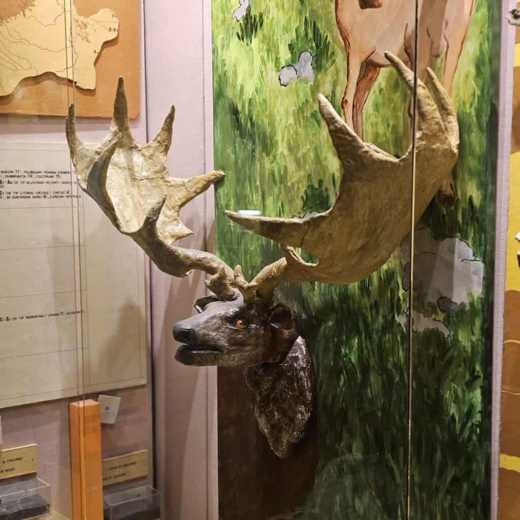 Muzeul Geologic Național - exponat