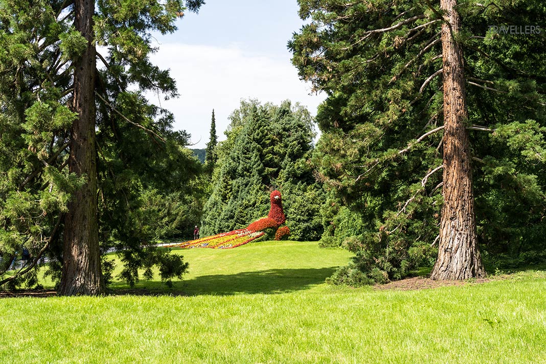 Blick auf den Blumen-Pfau auf der Insel Mainau