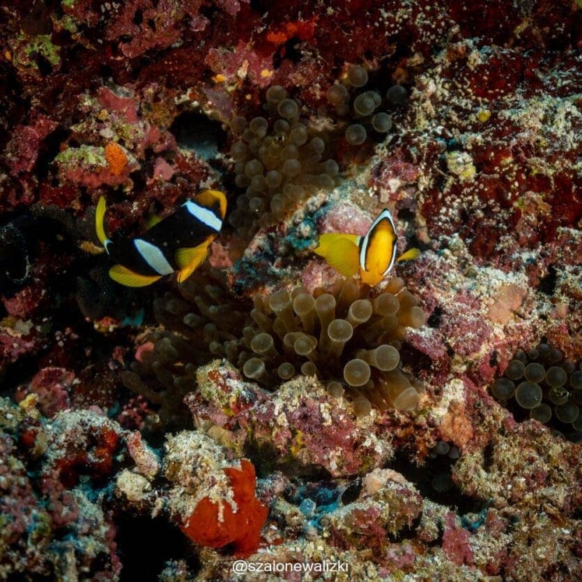 nurkowanie na thulusdoo