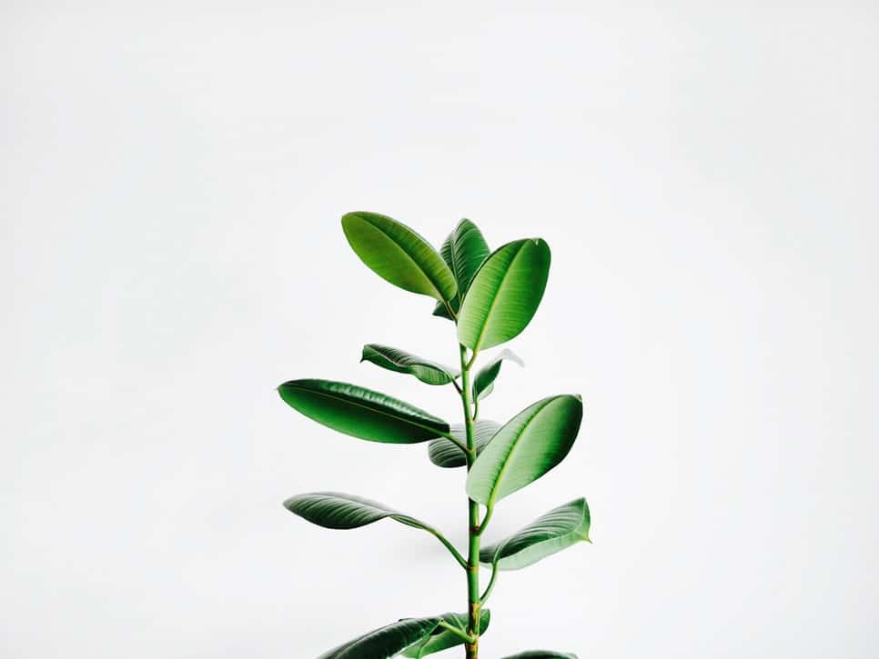 Plant 1