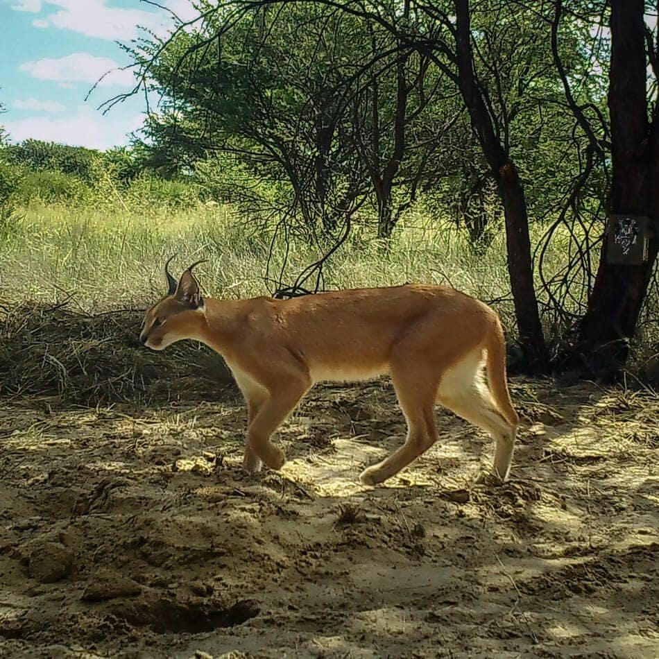 elusive-caracal-camera-trap-kalahari Camera traps capture a caracal during the day, Kalahari Reserve