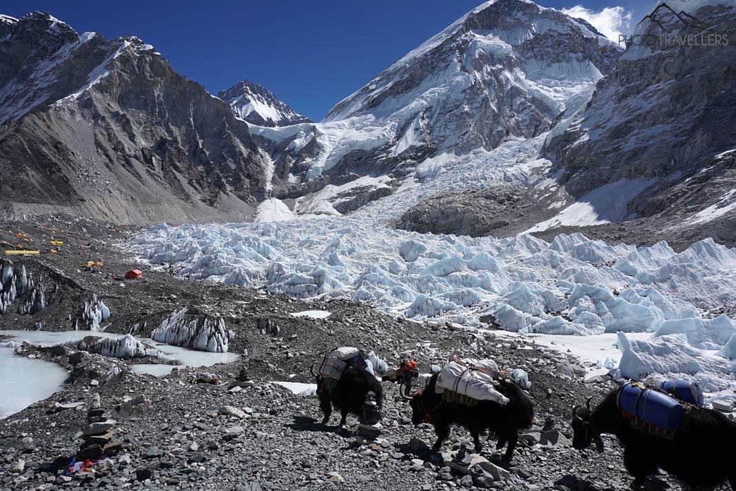 Drei Yaks vor dem Everest Base Camp mit dem riesigen Gletscher