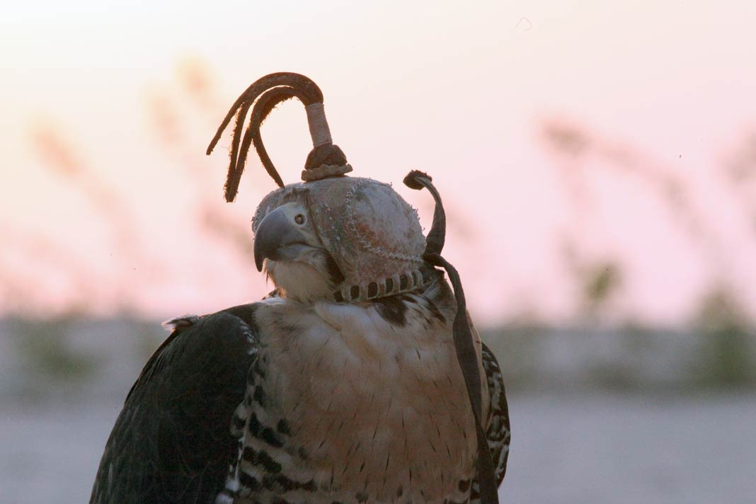 Falke mit Haube