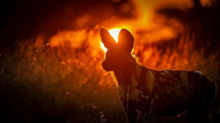 Paint Wolf Sunset Painted Wolf in the Kalahari