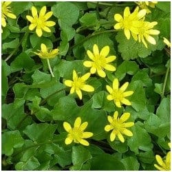 untisor (grausor) pilewort ficaire ranuncolo favagello ficaria verna Scharbockskraut gokid legume ordonate alfabetic