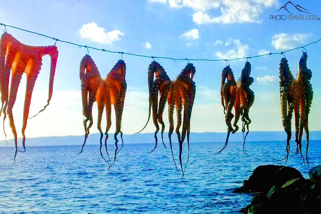 Fünf große Tintenfische hänge an einer Leine zum Trocknen am Meer