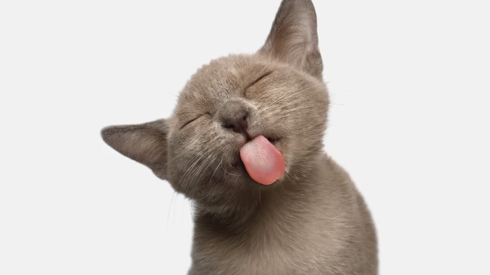 are burmese cats friendly - brown burmese cat