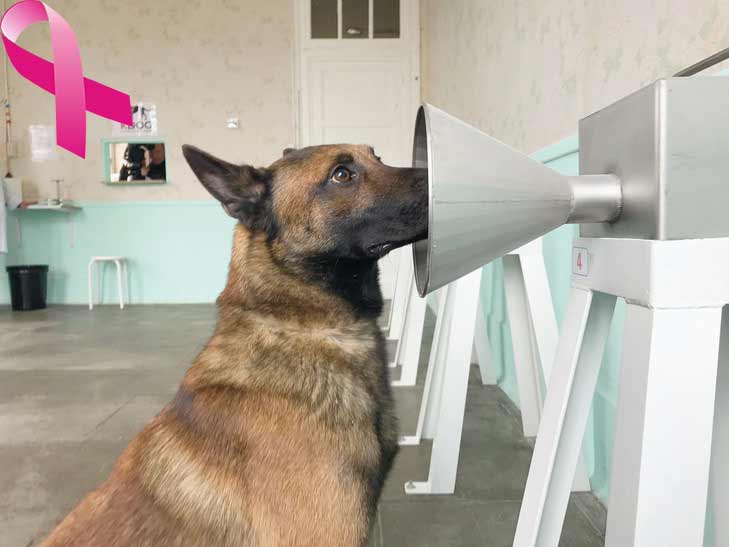 Des chiens détecteurs de tumeurs cancéreuses