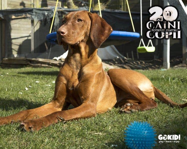 Vizsla caini pentru familii cu copii