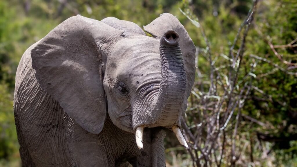 young-elephant-trunk-upright-forward-1024x575 Young elephant calf with trunk raised, sniffing the air curiously