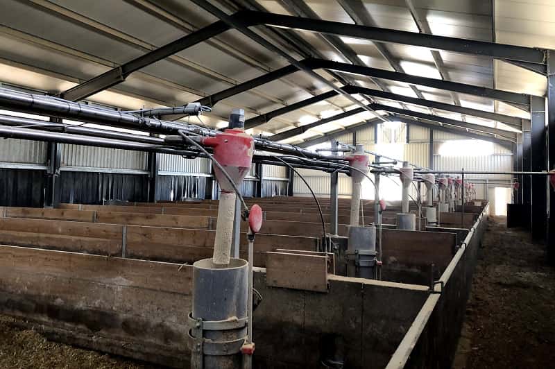Schweinmaststall Innenansicht Boxen Lichtplatten Stallgebäude, Schweinemaststall, Innenansicht, Boxen, Futter, Lichtplatten