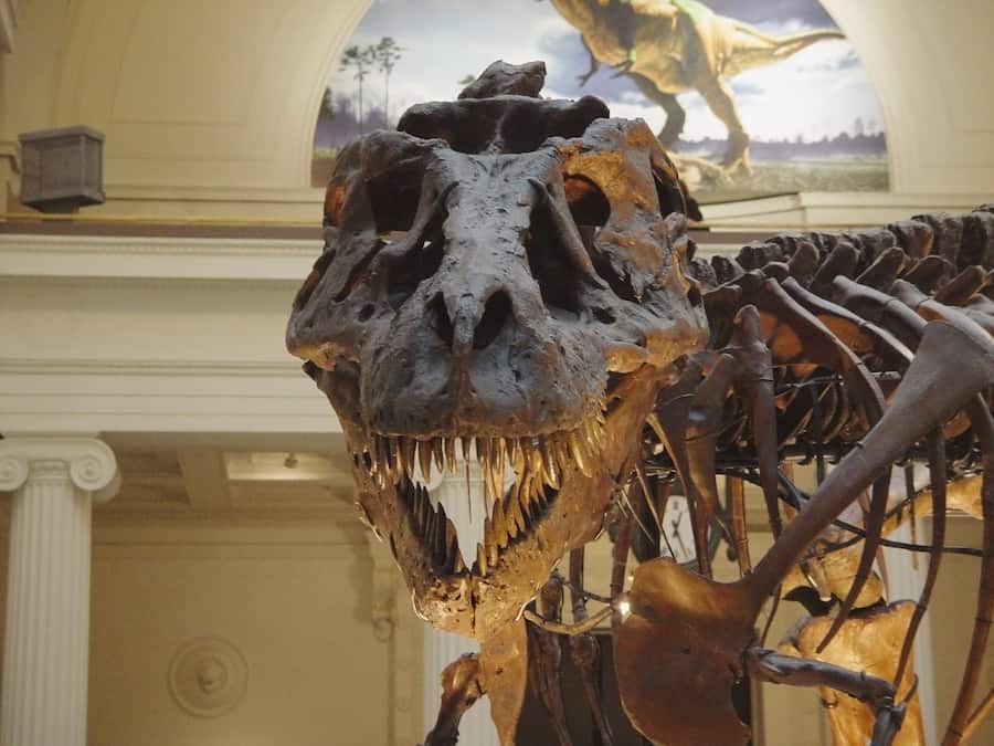 Tyrannosaurus Sue / Tyrannosaurus Rex