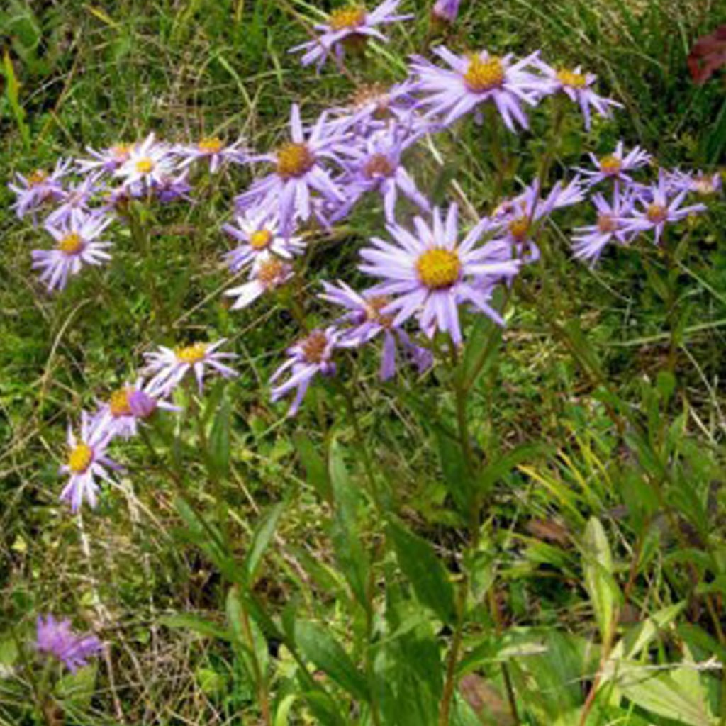 Aster amellus / Berg-Aster