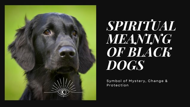 INCREDIBLE BLACK DOG SPIRITUAL MEANING 5 when a black dog appears in your life