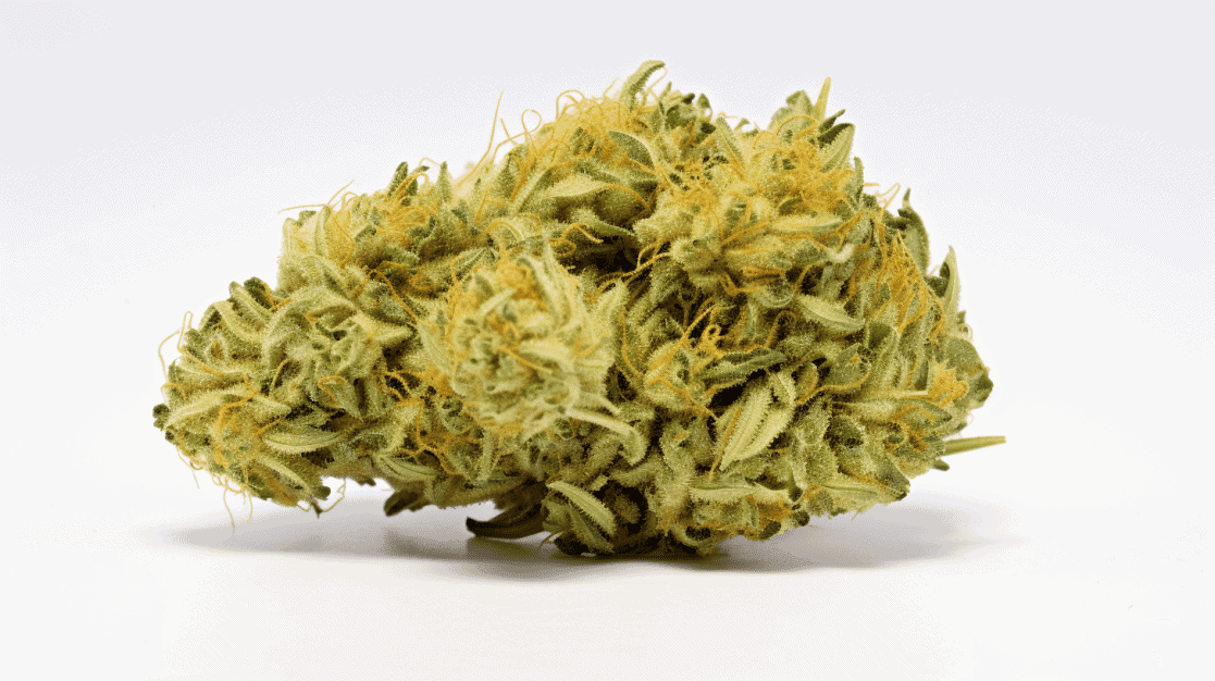 Deep end butter strain Deep End Butter Strain on a white background