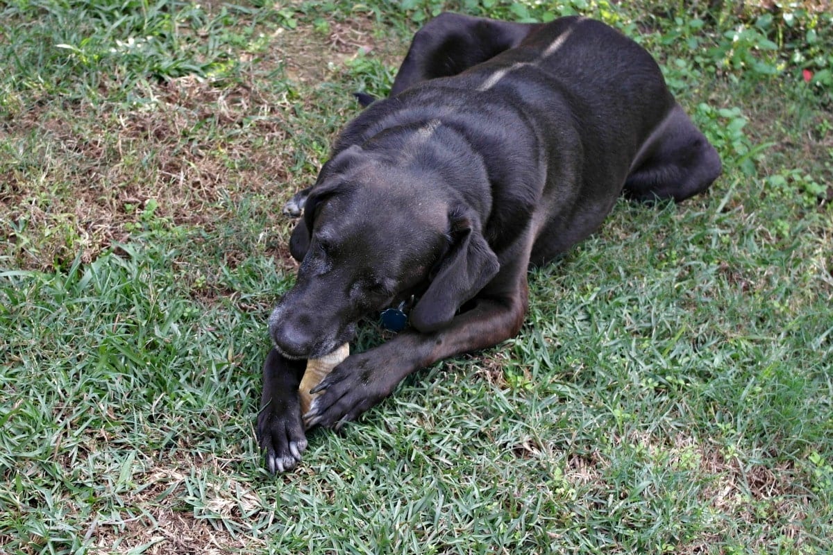 Num Num Num Icelandic+™ All-Natural Dog Chews and Treats Num Num Num Icelandic+™ All-Natural Dog Chews and Treats