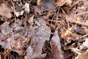 example of leaf mold