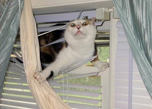 chat-vs-store2