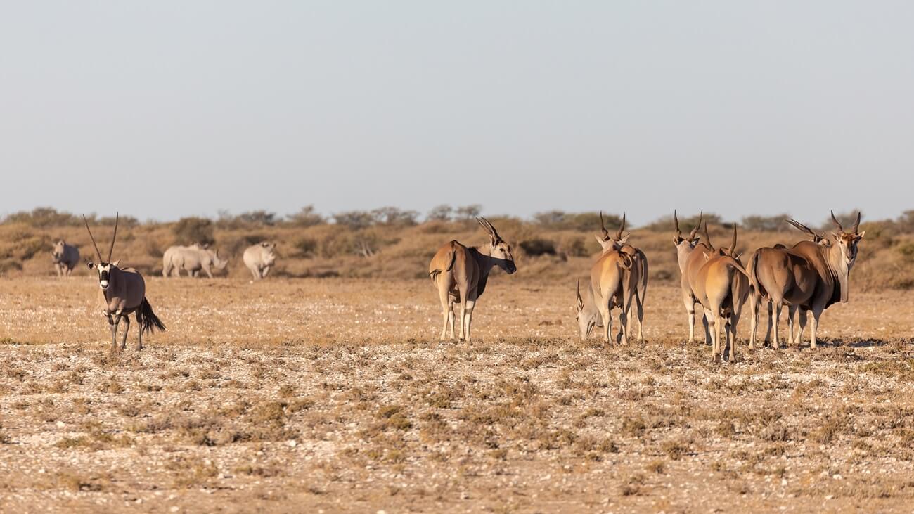 eland-herd-savanna-wildlife-khamab A group of African antelopes that's the size of a moose roaming the Khamab Kalahari reserve savanna alongside oryx and rhinoceros, showcasing the rich biodiversity of their ecosystem.