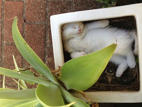 chat-dormant-framboize-006