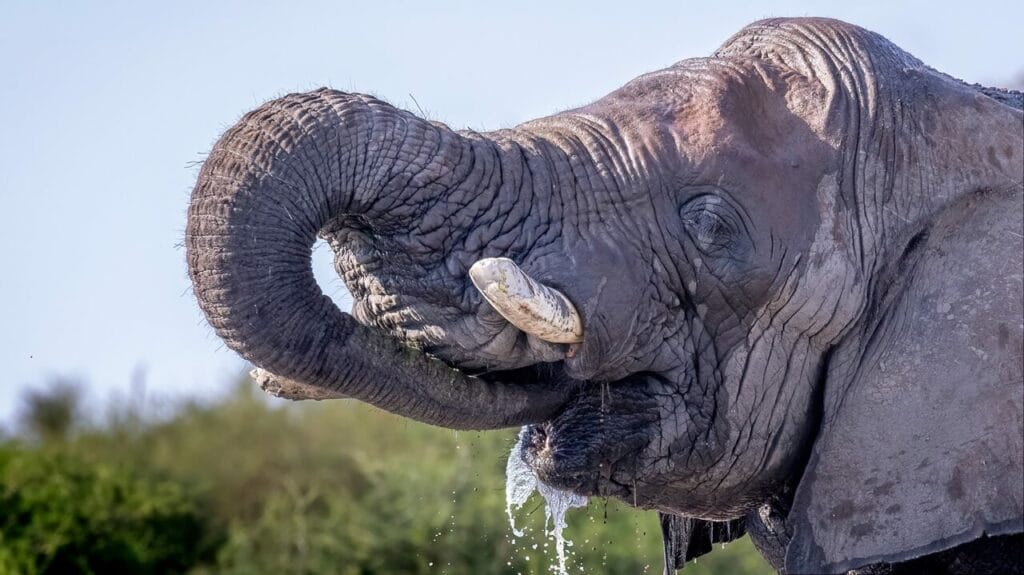african-elephant-drinking-close-up-1024x575 Elephant uses its trunk to drink water from a watering hole.
