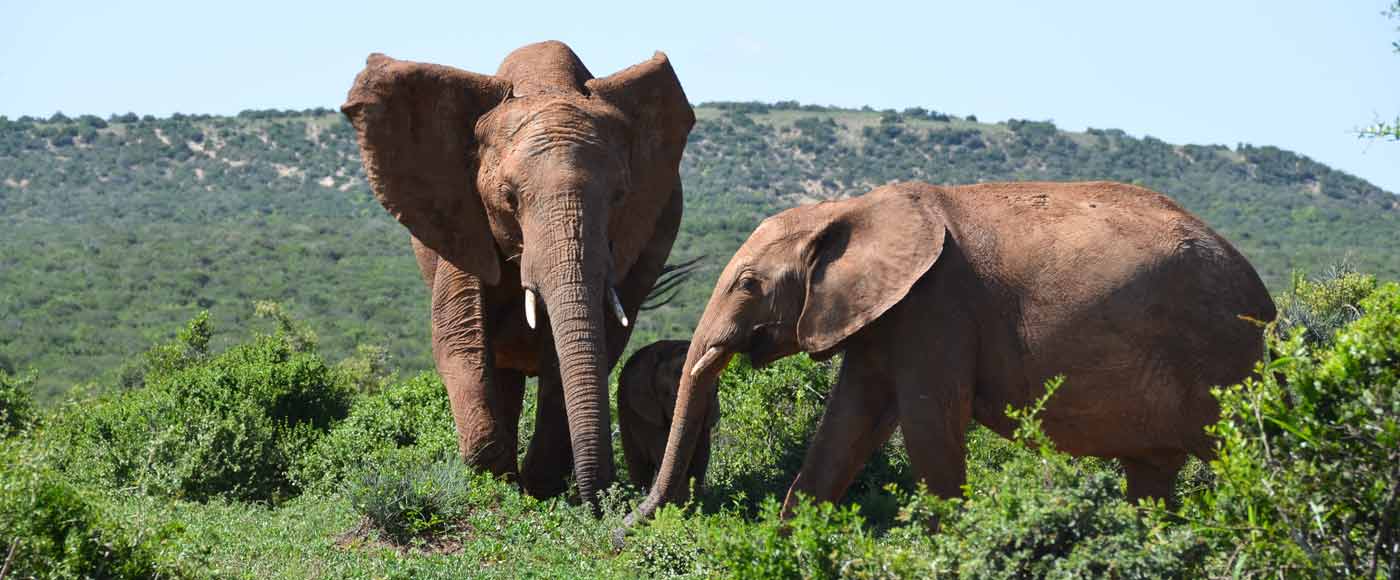 Tipps und Infos zur Garden Route in Südafrika