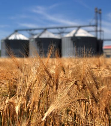 Wheat field in the foreground with three silver grain silos in the background under a blue sky.