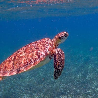 turtle-1958058_1280