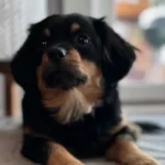 Small Dog Socials Class Minnetonka – Go Anywhere Dog®, Minnetonka, MN, Dog Training