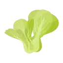 lettuce