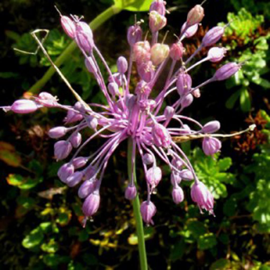 Allium carinatum / Kiel-Lauch
