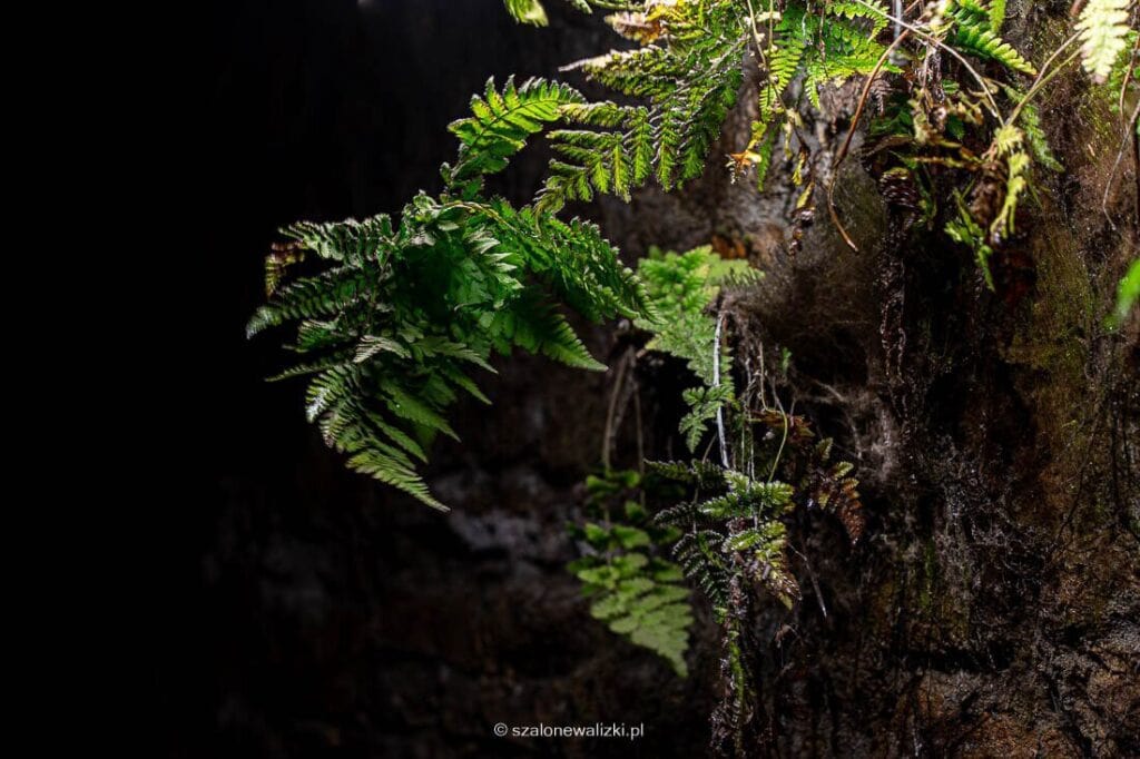 sztolnia królowa luiza