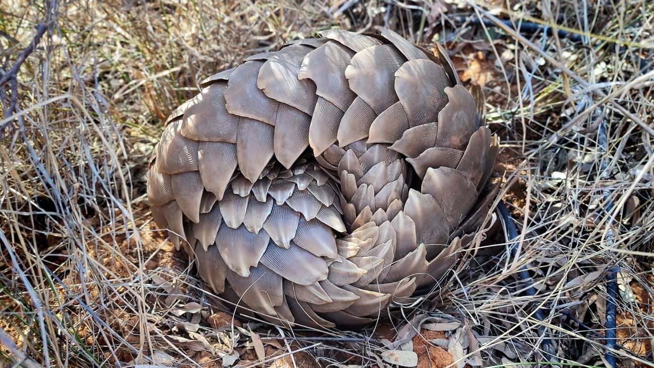 pangolin-defense-ball-scales-protection Pangolin rolled into a defensive ball, Kalahari Reserve
