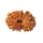 17 Mukhi Rudraksha