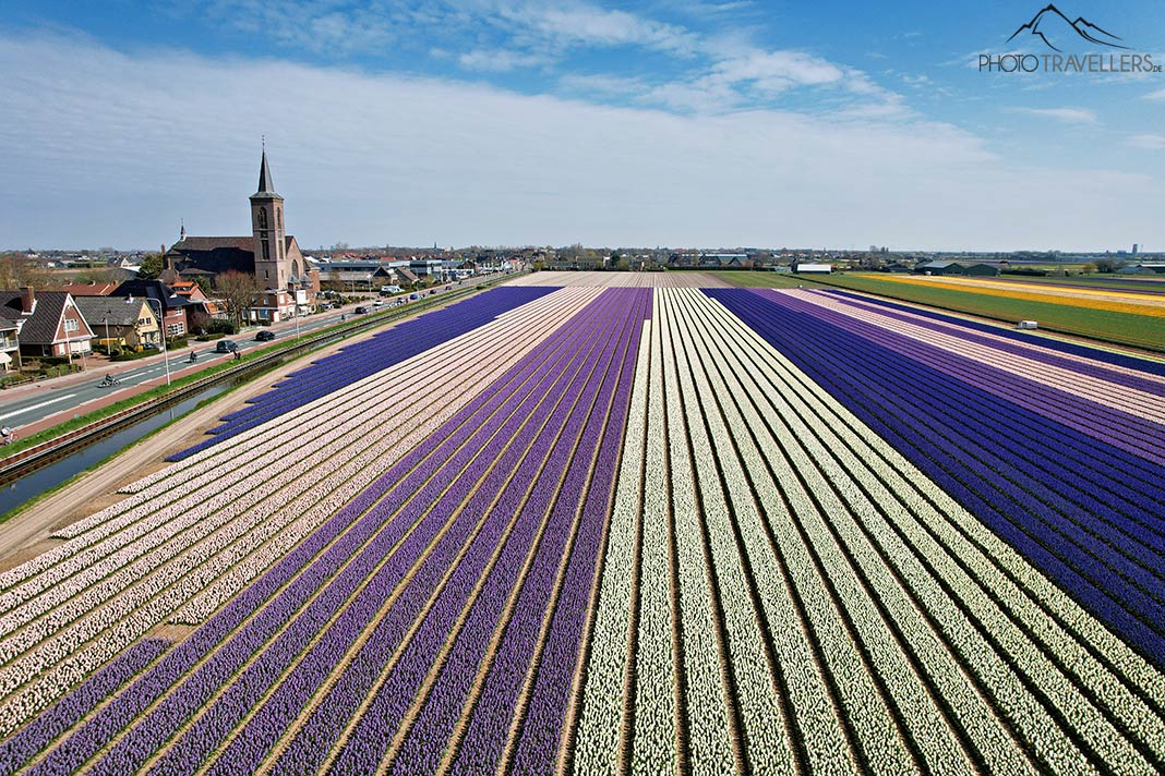 Blick von oben auf ein riesiges Tulpenfeld in den Niederlanden