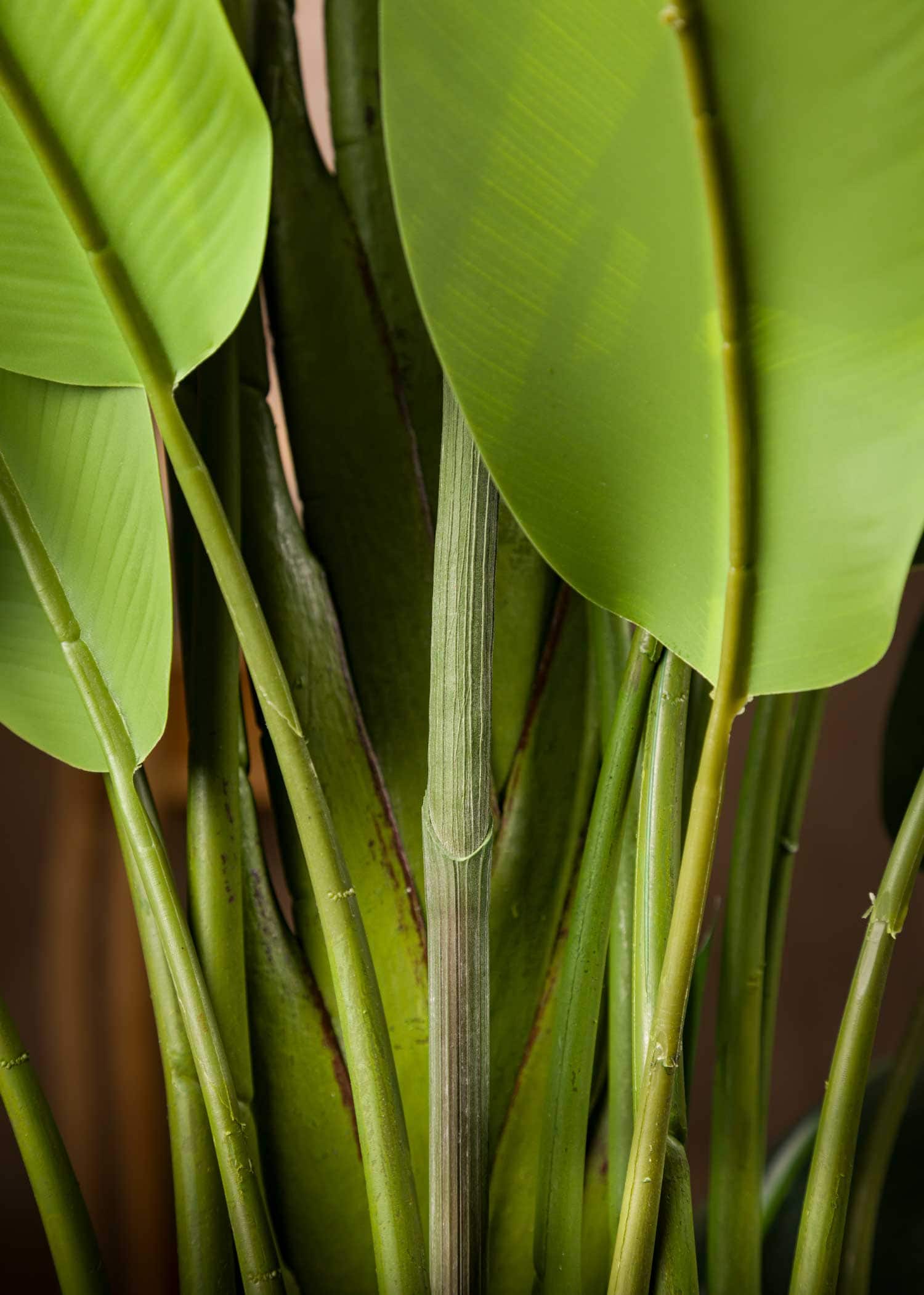 pianta-sterlizia-artificiale-foglia-retro