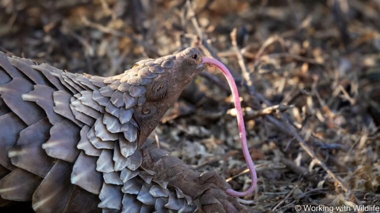 Pangolin-yawning-kalahari-758x426 Volunteer with Pangolins - pangolin yawning in the Kalahari