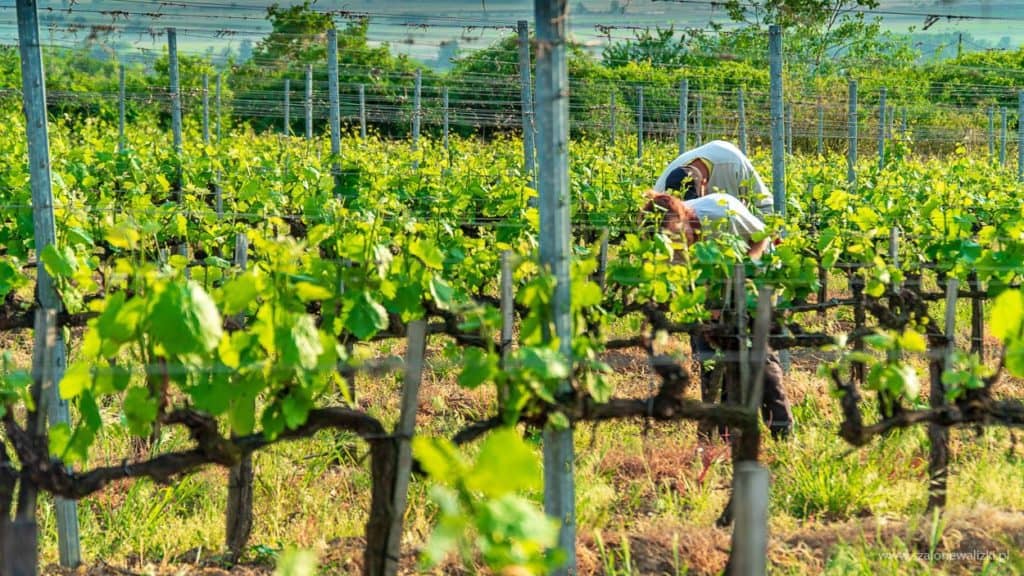 winnica szedmak borhaz w tokaju