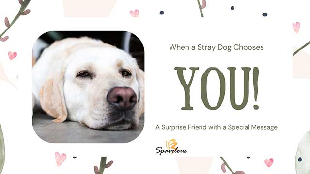 WHEN A STRAY DOG CHOOSES YOU: UNVEILING THE SPIRITUAL SIGNIFICANCE 4 potential spiritual meanings when a stray dog chooses you