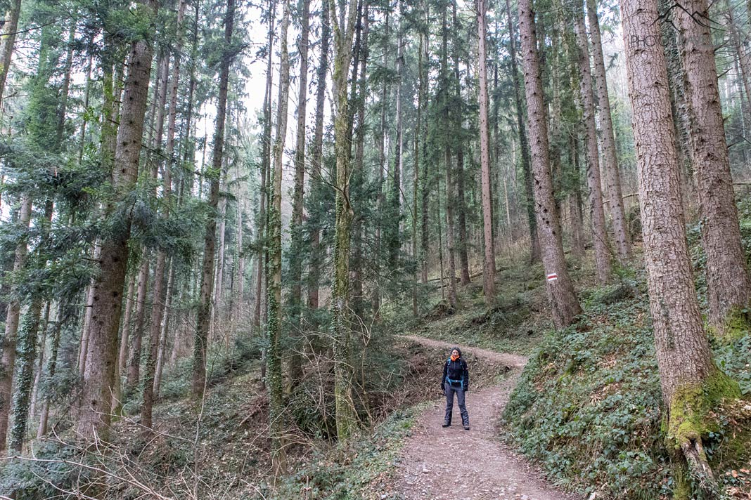 Reisejournalistin Biggi Bauer auf dem Wanderweg im Wald hinauf zum Pfänder